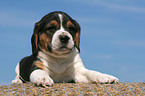 Beagle Welpe