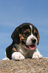 Beagle Welpe