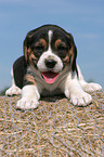 Beagle Welpe