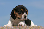 Beagle Welpe