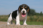 Beagle Welpe