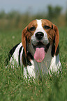 liegender Beagle