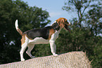 stehender Beagle