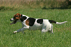 rennender Beagle Rde