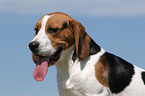 hechelnder Beagle