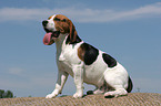 hechelnder Beagle