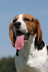 hechelnder Beagle