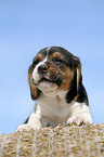 Beagle Welpe