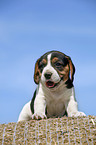 Beagle Welpe