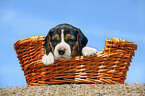 Beagle Welpe im Krbchen