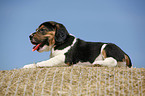 liegender Beagle Welpe