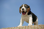 Beagle Welpe