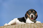 liegender Beagle Welpe