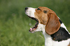 ghnender Beagle