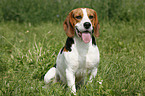 sitzender Beagle