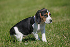 Beagle Welpe