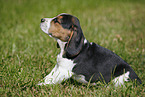 sitzender Beagle