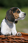 Beagle Welpe im Krbchen