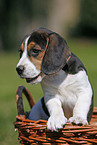 Beagle Welpe im Krbchen