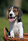 Beagle Welpe im Krbchen