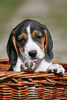 Beagle Welpe im Krbchen