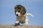 Beagle Welpe