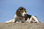 liegender Beagle