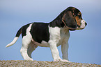 Beagle Welpe