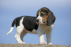 Beagle Welpe