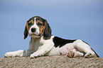 liegender Beagle