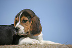 liegender Beagle