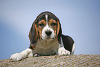 liegender Beagle