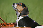 Beagle Welpe im Krbchen