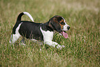 rennender Beagle Welpe