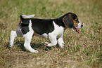 rennender Beagle Welpe