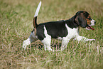 rennender Beagle Welpe