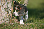 Beagle Welpe