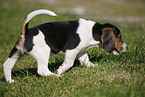 Beagle Welpe