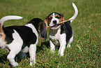 spielende Beagle Welpen