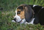 Beagle Welpe