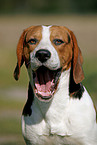ghnender Beagle