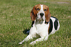 liegender Beagle