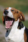 ghnender Beagle