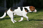 rennender Beagle