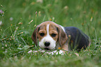 Beagle Welpe