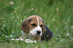 Beagle Welpe