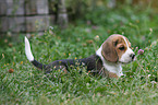 Beagle Welpe