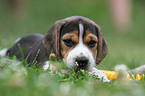 Beagle Welpe