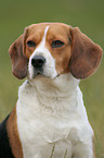 Beagle Portrait