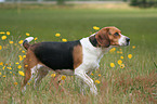 Beagle